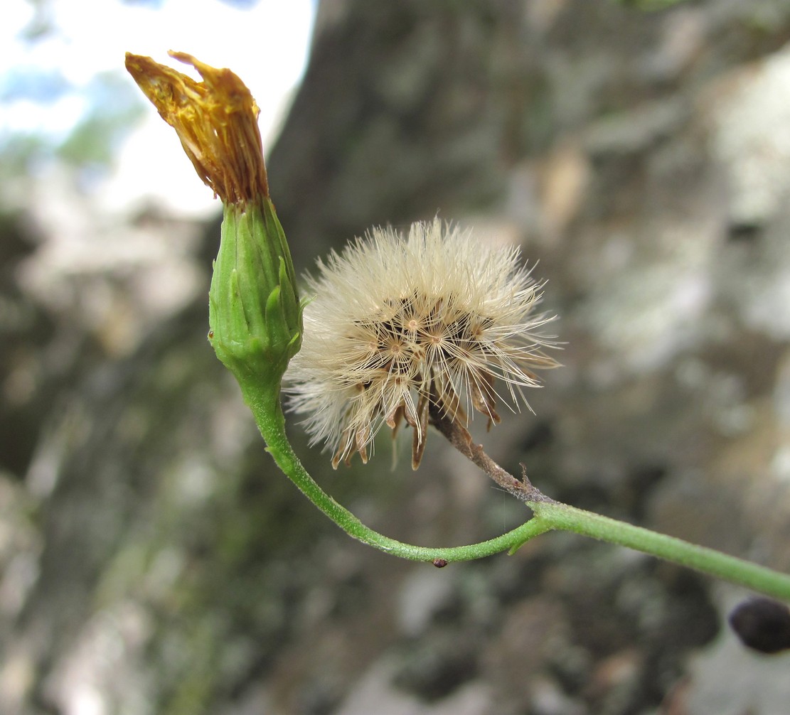 Image of Hieracium umbellatum specimen.