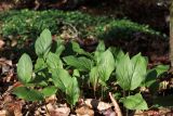 Arum maculatum