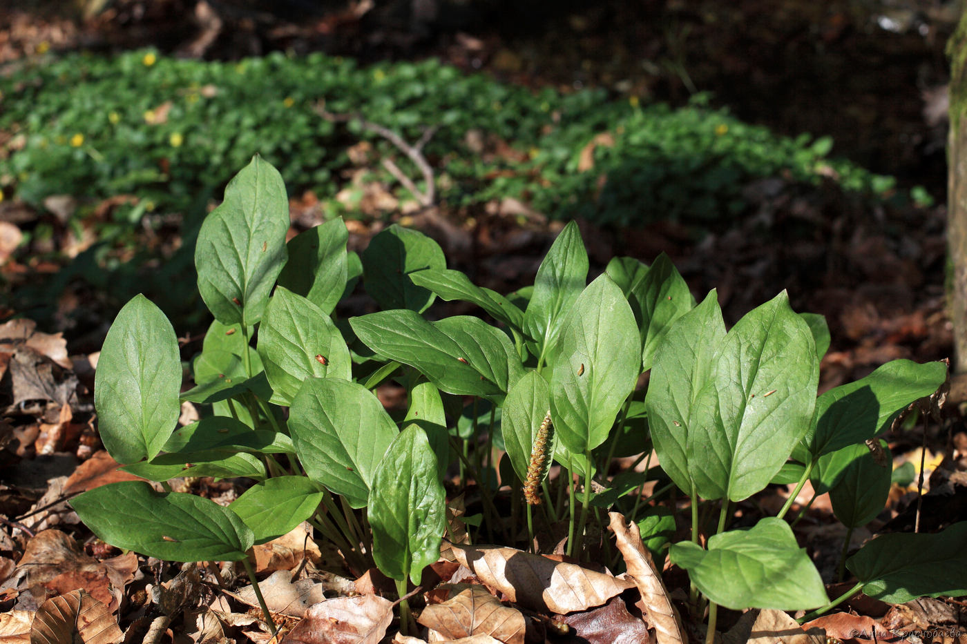 Изображение особи Arum maculatum.