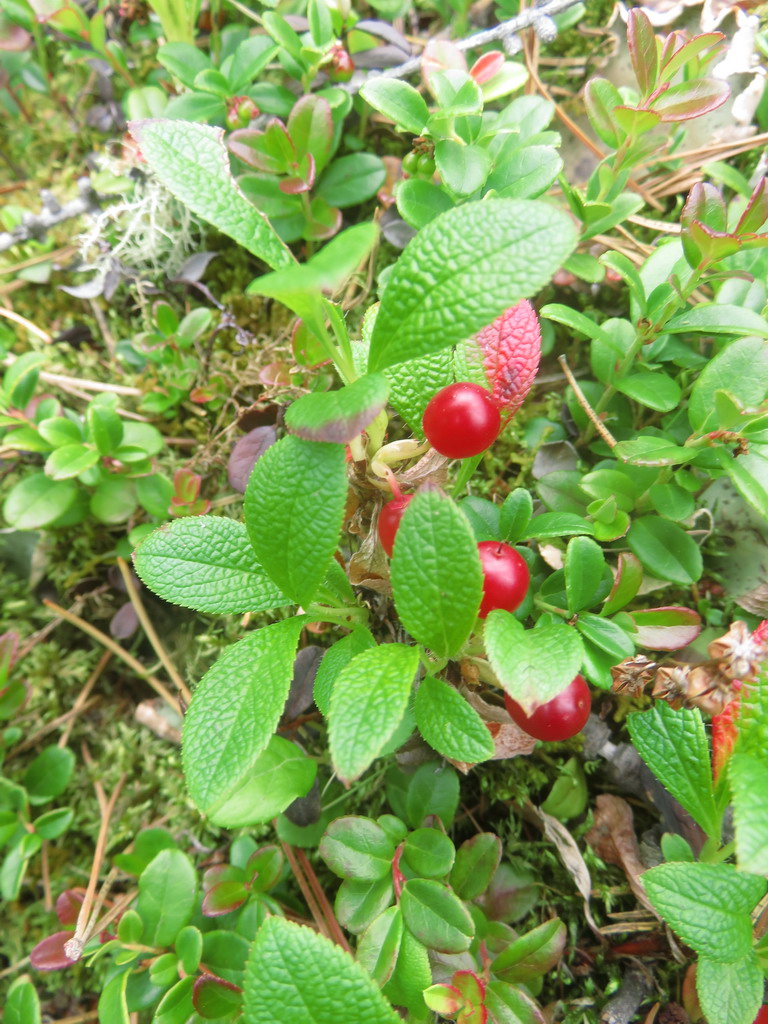 Image of Arctous erythrocarpa specimen.