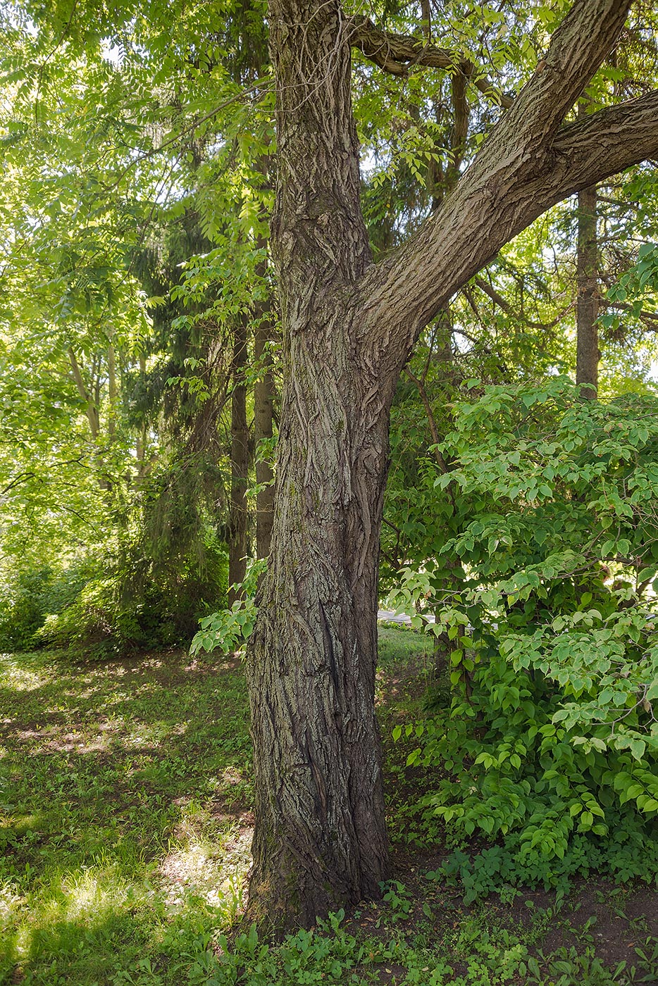 Изображение особи Juglans cinerea.