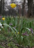 Tulipa biebersteiniana