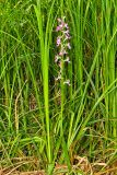 Anacamptis laxiflora ssp. elegans