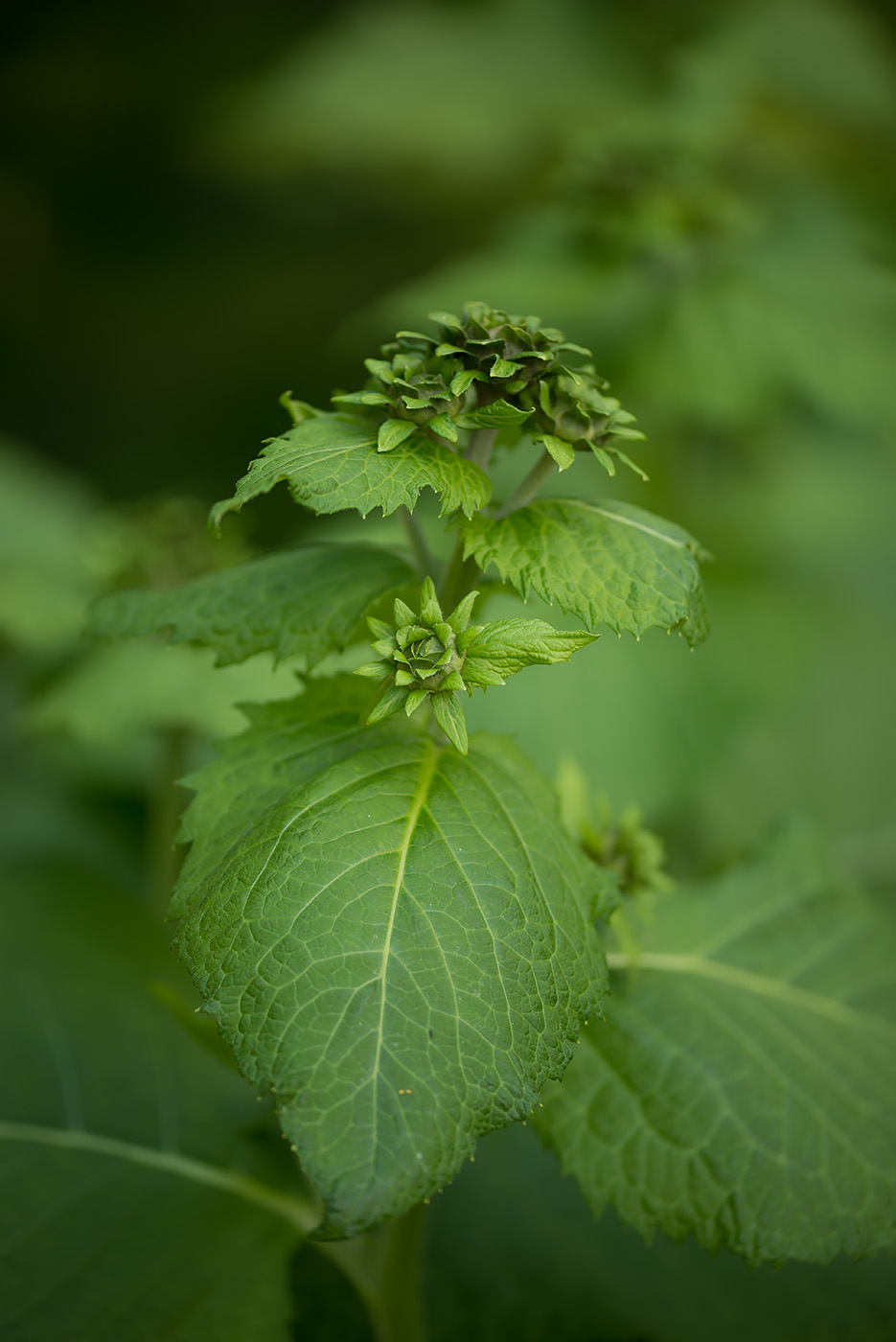 Изображение особи Telekia speciosa.