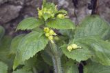 Scrophularia chrysantha