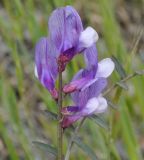 Vicia cassia