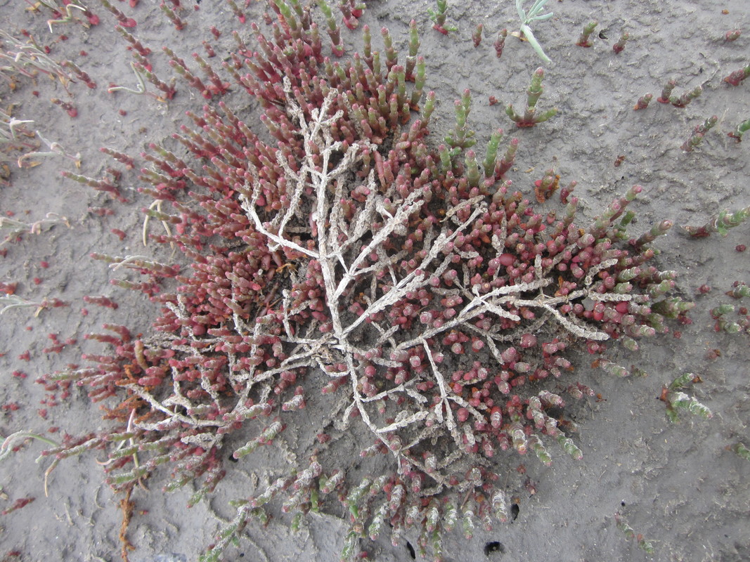 Изображение особи Salicornia perennans.