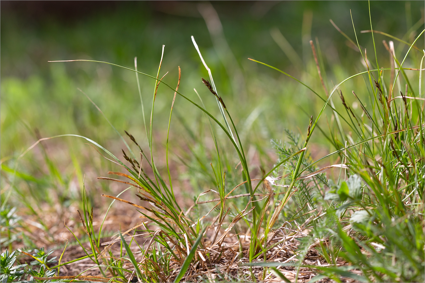 Изображение особи Carex praecox.