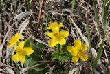 Caltha palustris