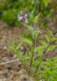 Solanum kitagawae. Цветущая и плодоносящая веточка. Челябинская обл., Кизильский р-н, Богдановское сельское поселение, пос. Грязнушинский, долина р. Урал, галечный берег. 13 июня 2019 г.