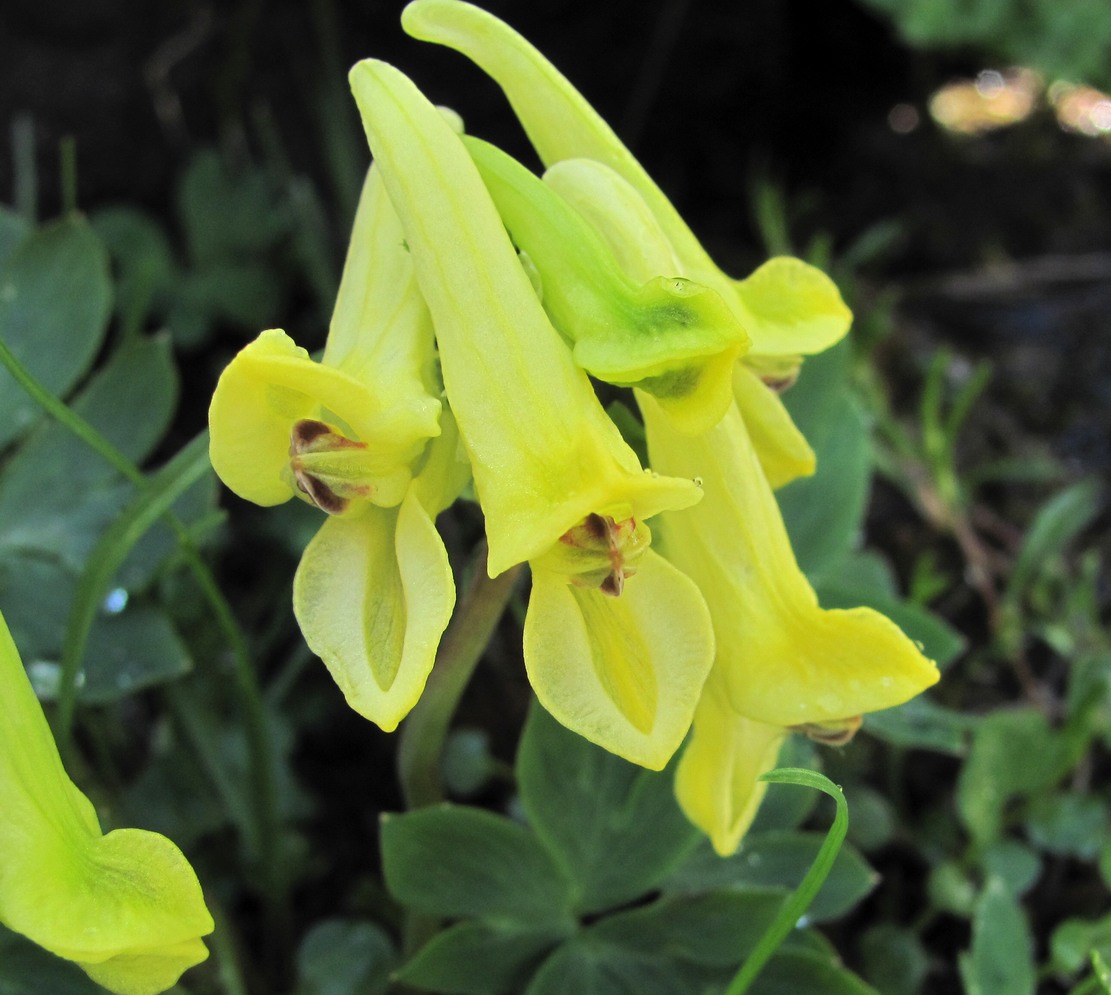 Image of Corydalis portenieri specimen.