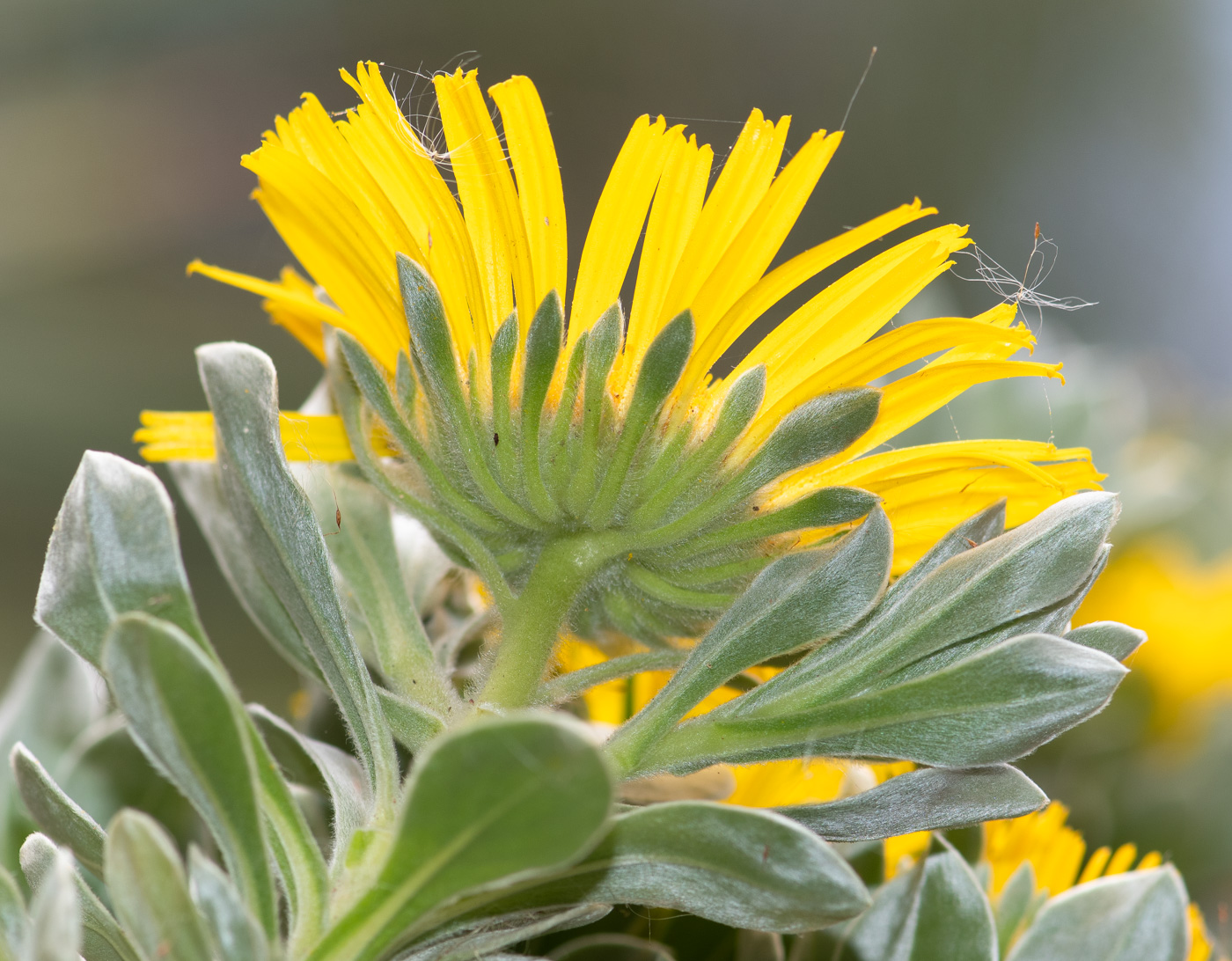 Изображение особи Asteriscus sericeus.