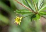 Potentilla erecta. Плод. Ленинградская обл., Волосовский р-н, окр. дер. Донцо, разнотравный луг, обочина грунтовой дороги. 16.06.2019.