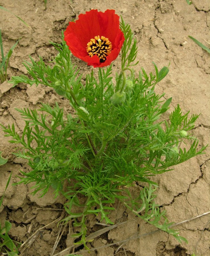 Image of Roemeria refracta specimen.