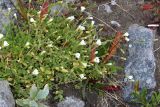 Cerastium alpinum. Куртинка цветущих растений. Мурманская обл., Хибины, ущелье р. Вудъяврйок, обочина дороги вдоль реки. 08.08.2019.
