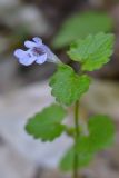 Glechoma hederacea. Цветок и листья. Краснодарский край, Мостовский р-н, окр. пос. Кировский, вост. склон хр. Малый Бамбак, левый борт долины р. Малая Лаба, пр. бер. р. Кутан, 820 м н.у.м., буковый лес, обочина дороги. 19.05.2019.