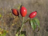 Rosa marginata. Веточка с плодами. Крым, Севастополь, окр. Верхне-Юхариной балки, заброшенный виноградник. 02.10.2019.