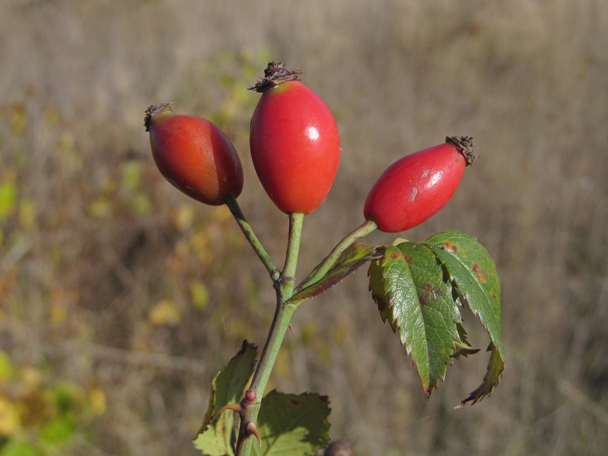 Изображение особи Rosa marginata.