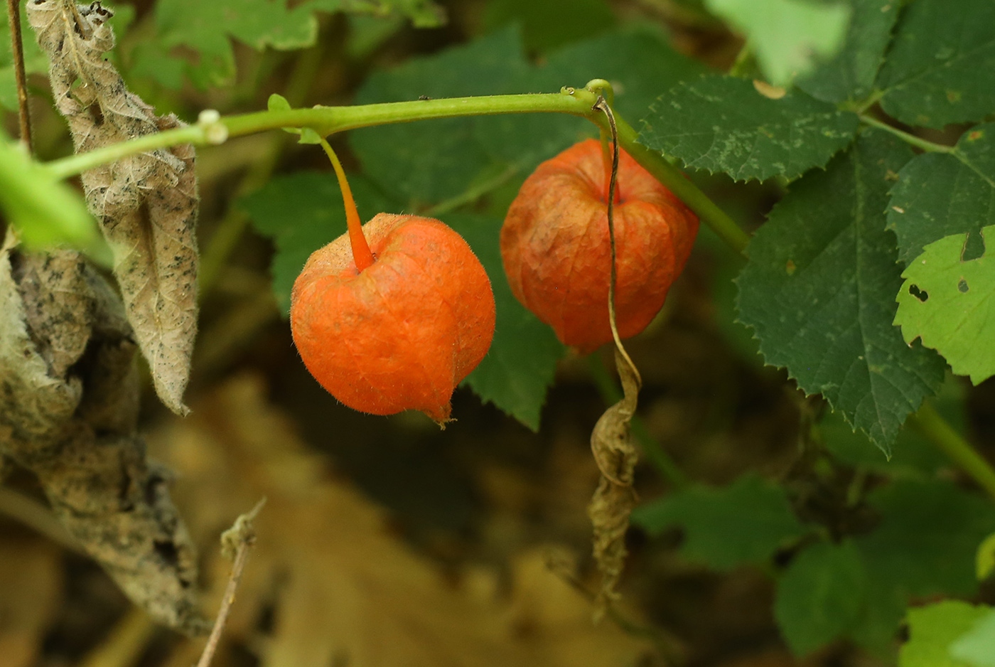 Изображение особи Alkekengi officinarum.