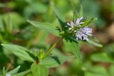 Asperula caucasica. Верхушка цветущего растения. Республика Адыгея, Майкопский р-н, окр. с. Новопрохладное (Сахрай), хр. Передовой, сев. склон горы Большой Тхач, ур. Княжеская поляна, ≈ 1740 м н.у.м., субальпийский луг. 25.05.2019.