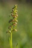 Dactylorhiza viridis. Соцветие. Краснодарский край, Мостовский р-н, окр. пос. Узловой, ю.-в. склон горы Асбестная, субальпийский луг. 15.06.2019.