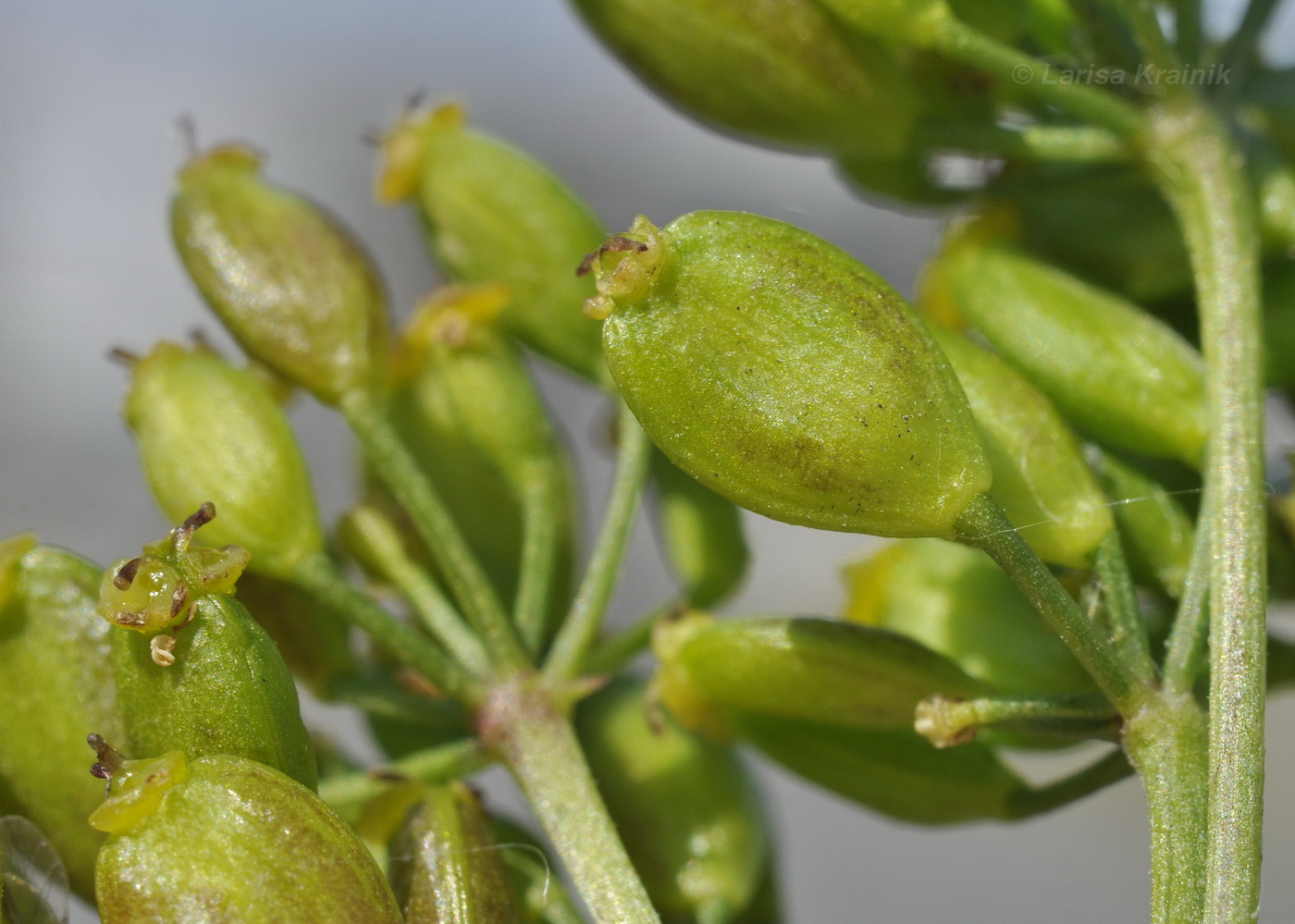 Image of Pastinaca sativa specimen.