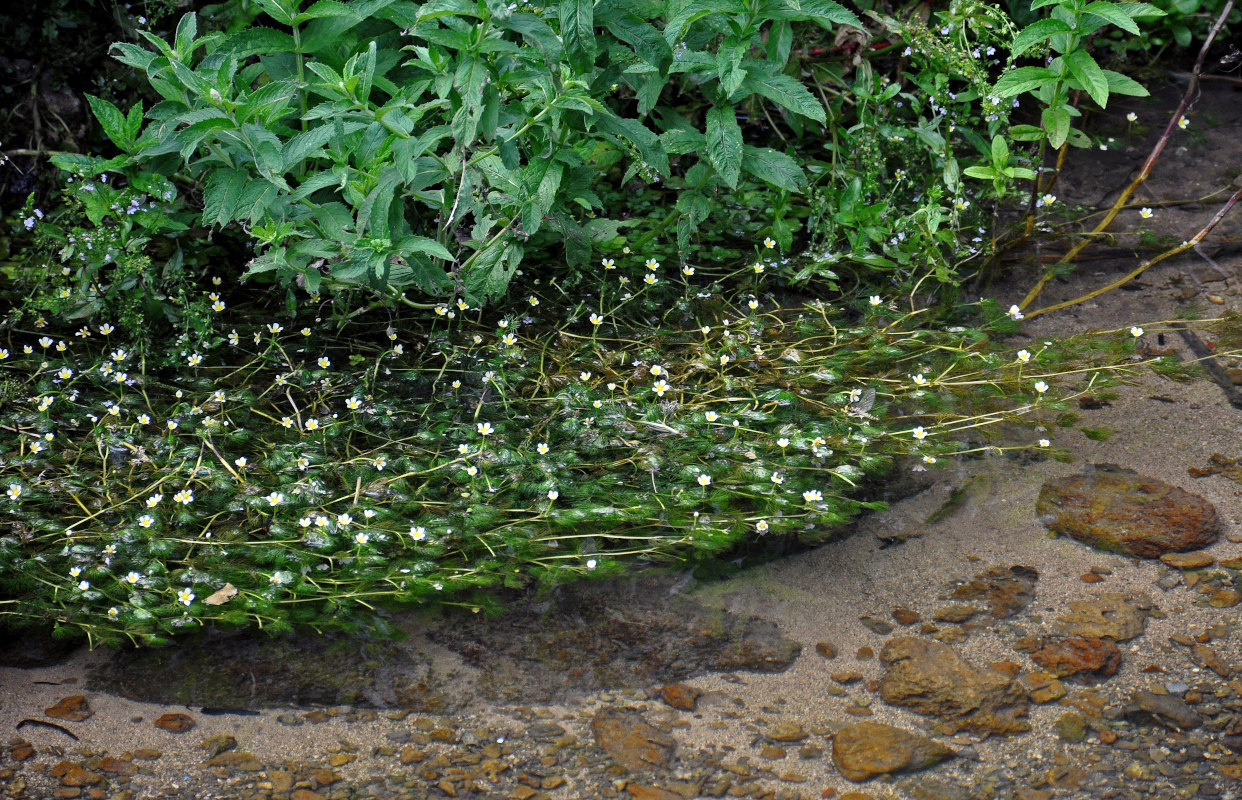 Image of genus Batrachium specimen.