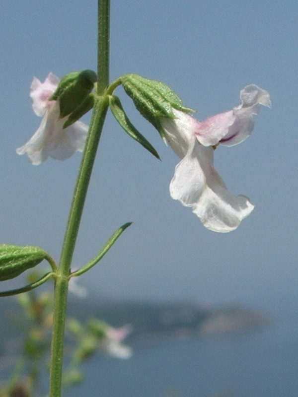 Image of Stachys angustifolia specimen.