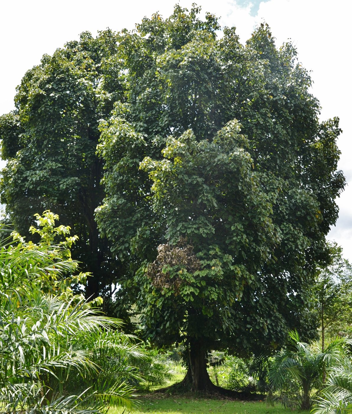 Image of genus Macaranga specimen.