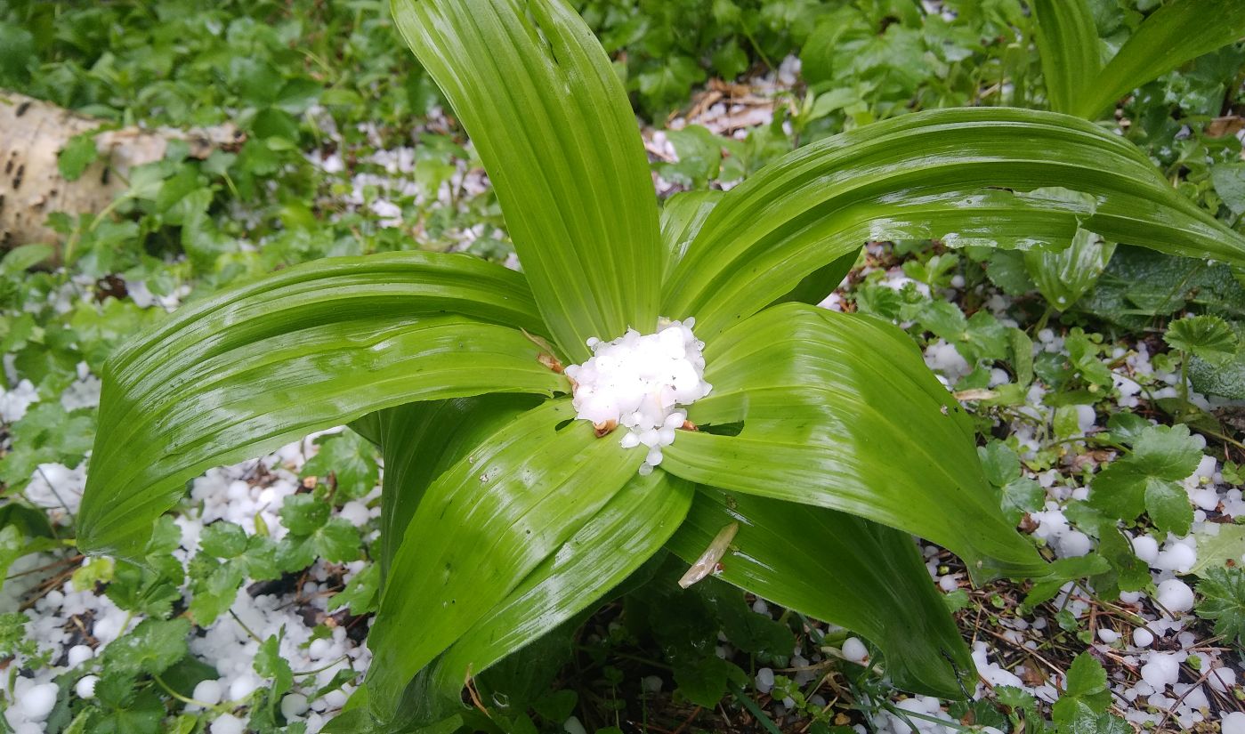 Изображение особи Veratrum lobelianum.