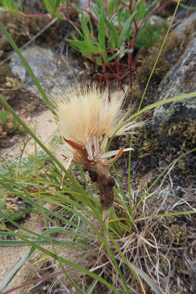 Image of genus Scorzonera specimen.