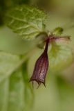 Clinopodium nepeta. Чашечка отцветшего цветка. Краснодарский край, Лазаревский р-н, окр. с. Ордынка, 140 м н.у.м., лес. 06.01.2020.