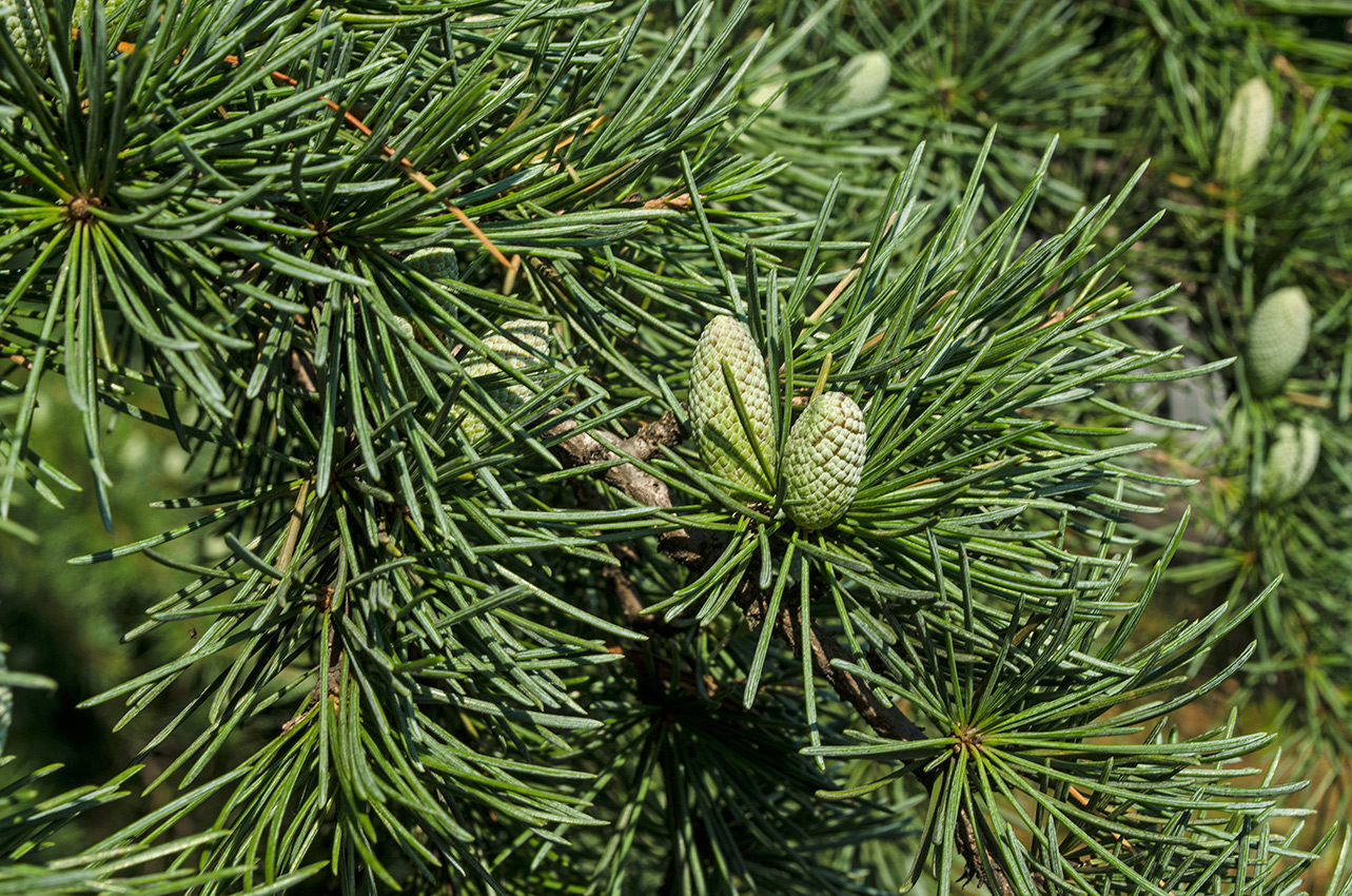 Image of Cedrus deodara specimen.