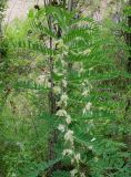 Astragalus sieversianus