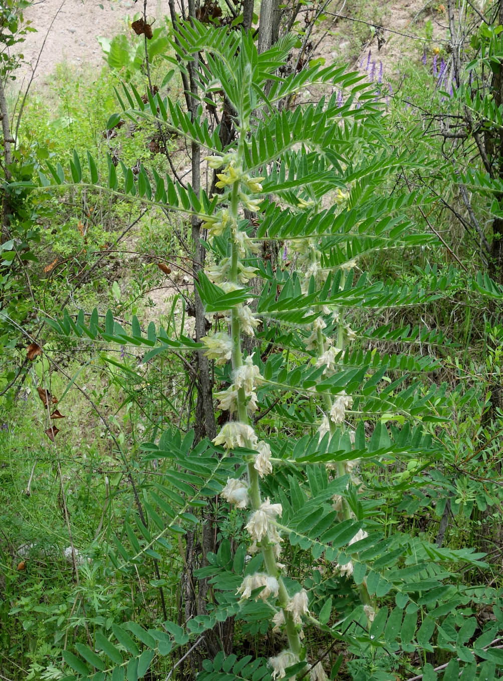 Image of Astragalus sieversianus specimen.