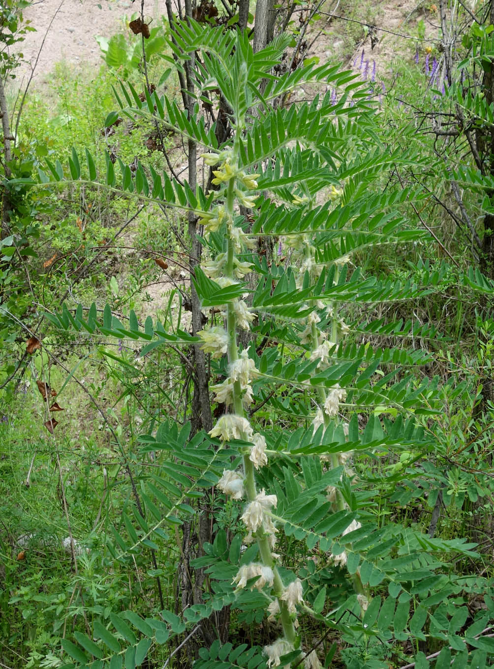 Изображение особи Astragalus sieversianus.