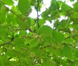 Corylopsis sinensis