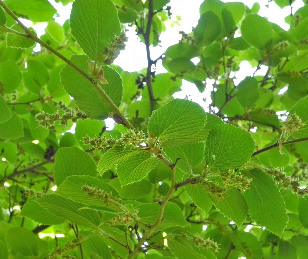 Image of Corylopsis sinensis specimen.