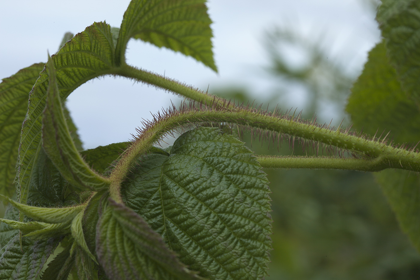 Изображение особи Rubus komarovii.