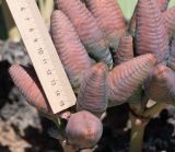 Welwitschia mirabilis