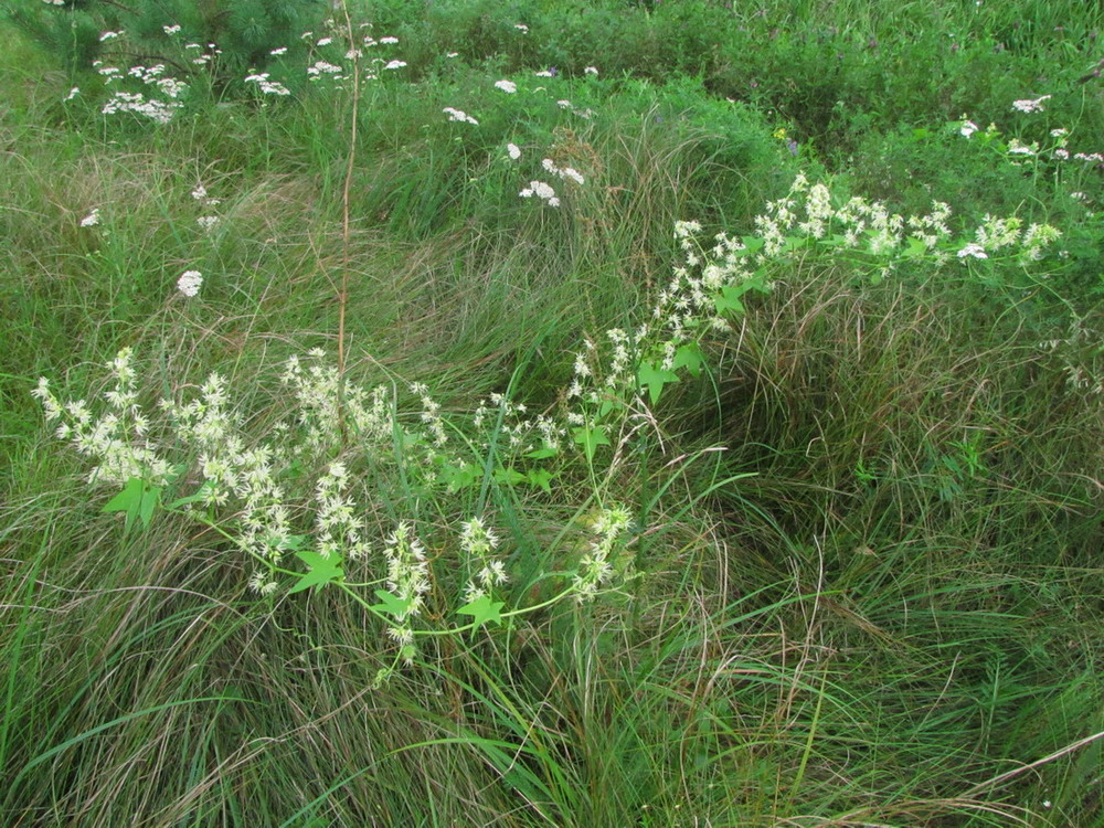 Изображение особи Echinocystis lobata.