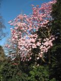 Magnolia campbellii. Цветущее дерево (‘Charles Rafill’). Великобритания, Шотландия, Эдинбург, Royal Botanic Garden Edinburgh, в культуре. 4 апреля 2008 г.