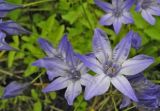 Triteleia laxa