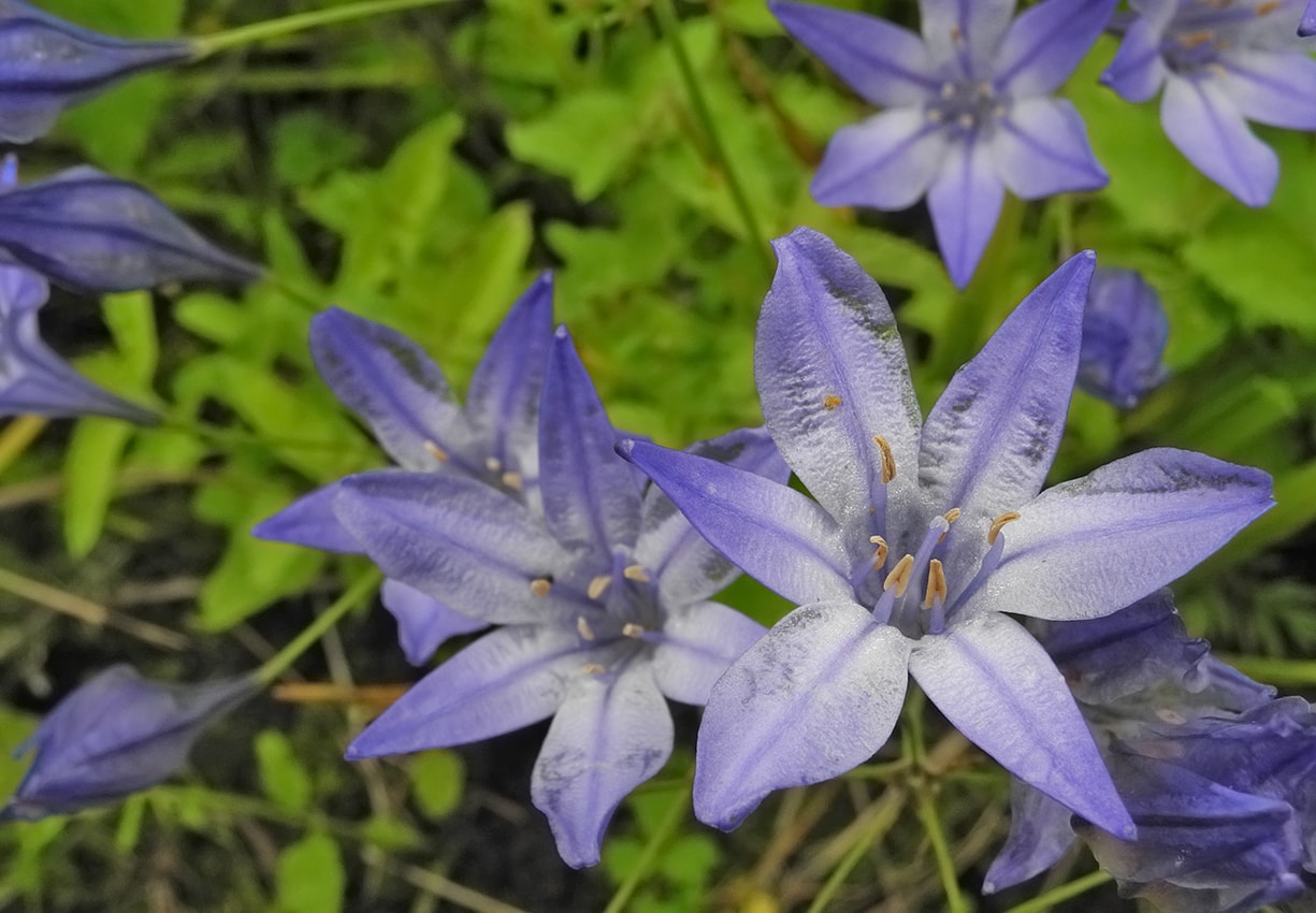 Изображение особи Triteleia laxa.