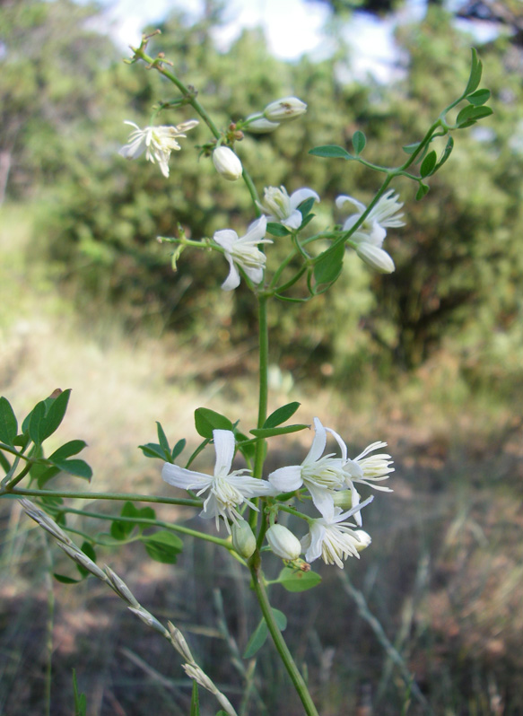 Image of Clematis flammula specimen.