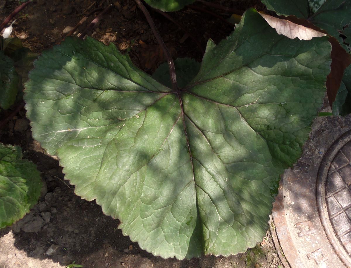 Image of Ligularia dentata specimen.