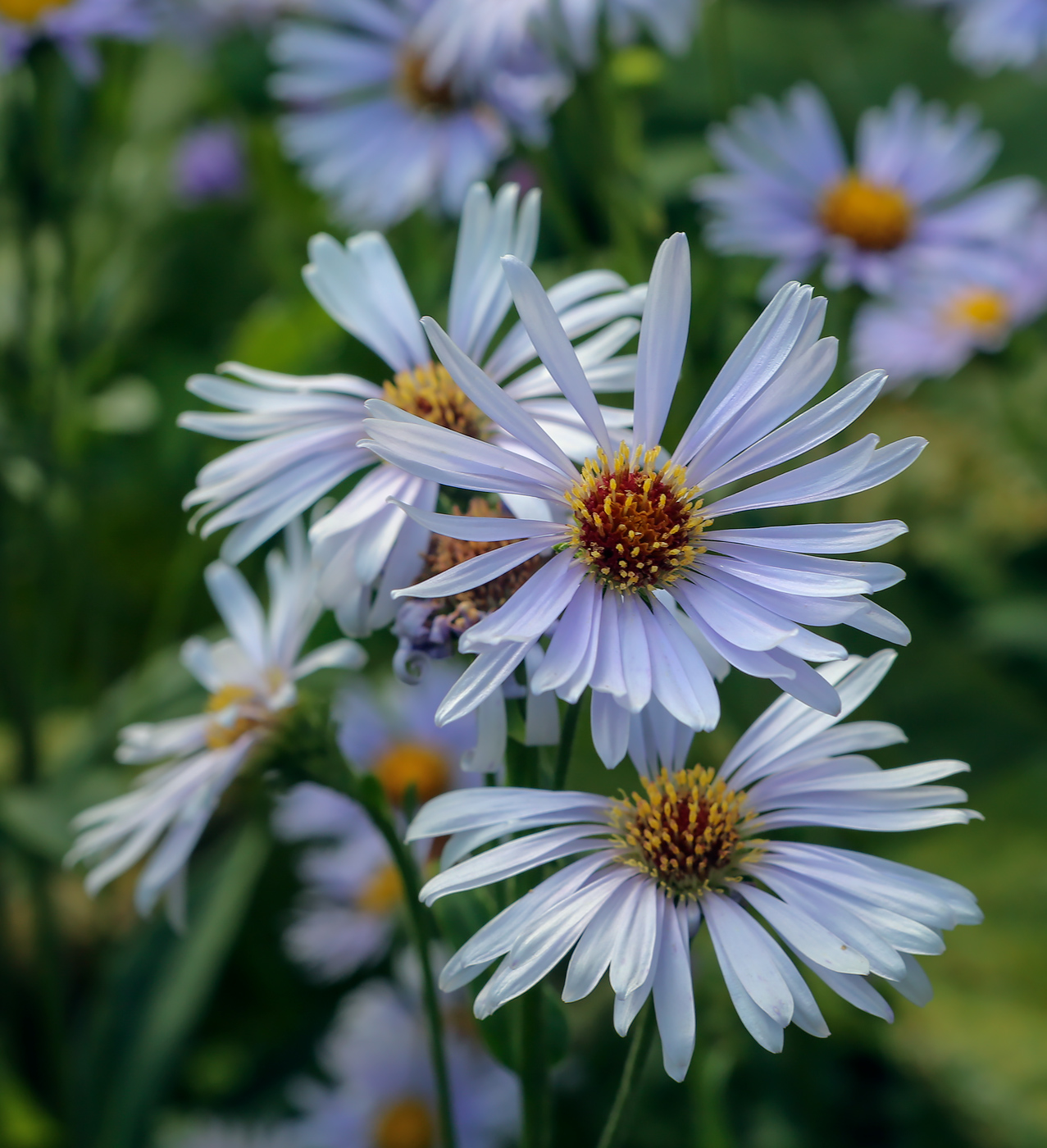 Изображение особи Symphyotrichum novi-belgii.