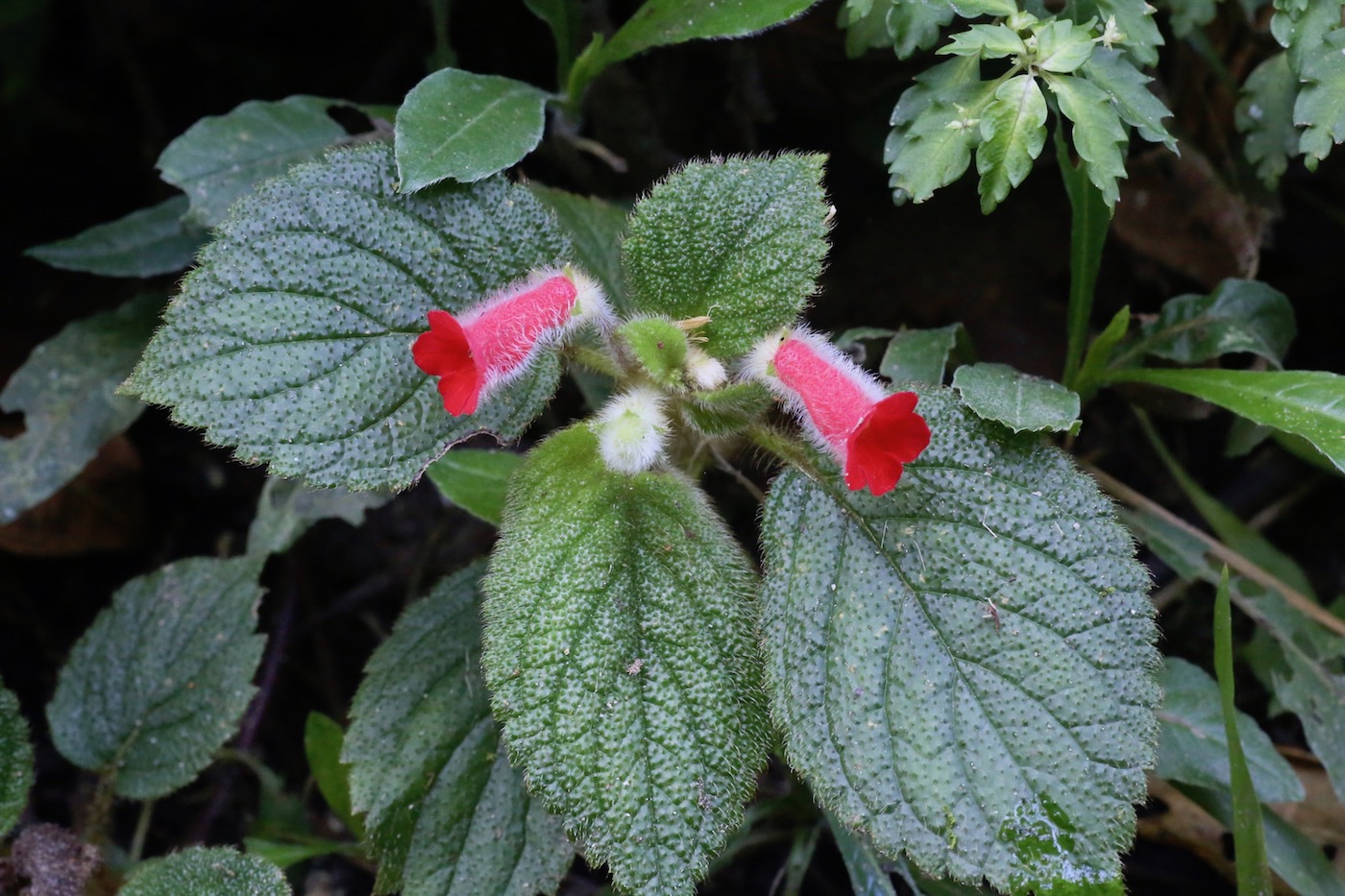 Image of Kohleria villosa specimen.