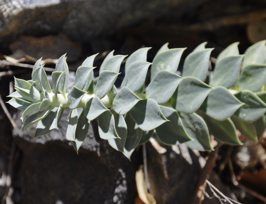 Image of Euphorbia myrsinites specimen.