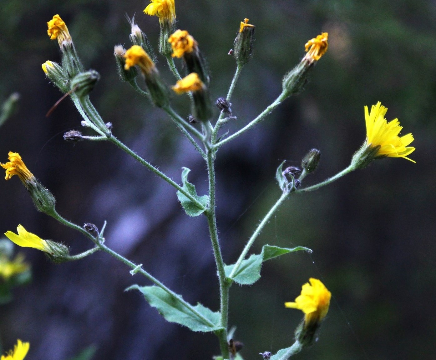 Изображение особи Hieracium reticulatum.